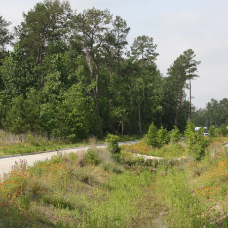 Birnamwood Focalpoint Sm 1