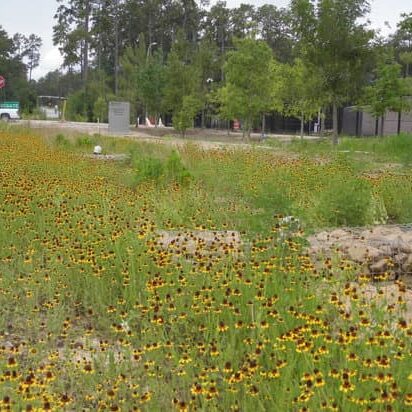 Case Study Springwoods 1