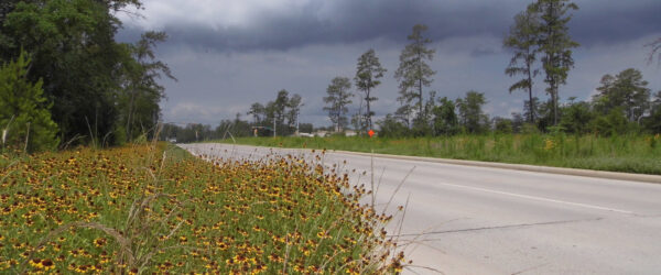 Springwoods Gallery 1