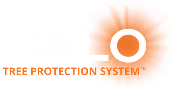 Orange Glow Version 21 600